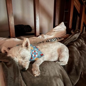 Diggin' Your Style - Callie - Pet Groomers Near Me - Virginia Beach, Virginia