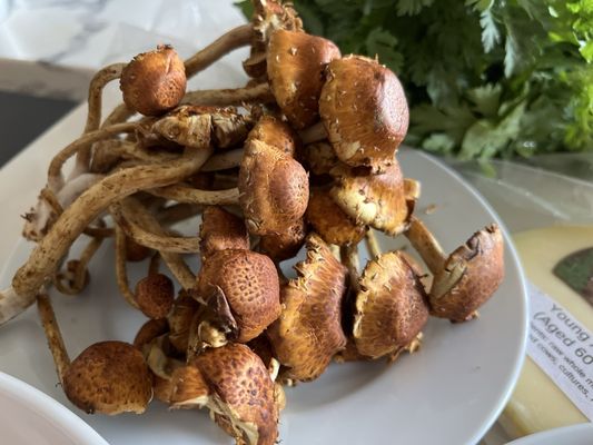 THE mushroom shop by null