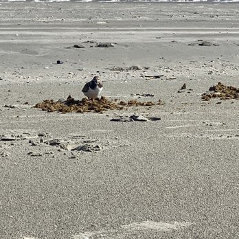Turtle Tides - Boat Tours Near Me - St. Simons, Georgia