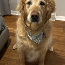 Woof Woof - Windham