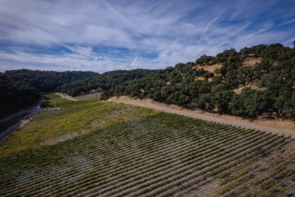 Levo Wine by null