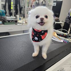Happy Pawz Pet Grooming - Precious