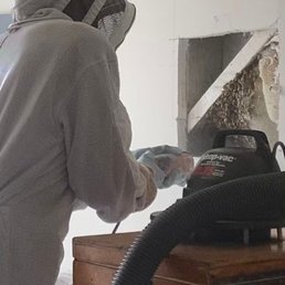 Philip removing the bees and hive from the wall. Philip removing the bees and hive from the wall.