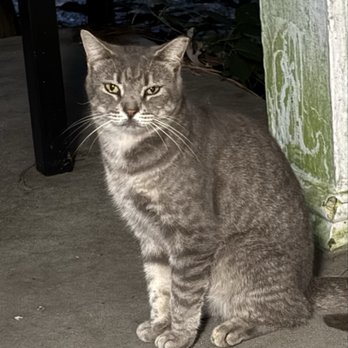 Cape Charles Milestone Lodge - Onsite cat. Absolutely cutest ever - Hotels Near Me - Cape Charles, Virginia