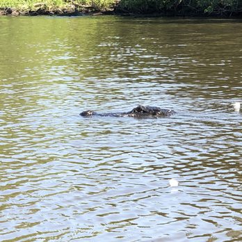 Ultimate Swamp Adventures - Tours Near Me - Westwego, Louisiana Ultimate Swamp Adventures - Tours Near Me - Westwego, Louisiana