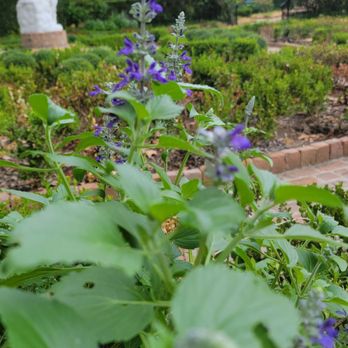 Bayou Bend Collection and Gardens - Art Museums Near Me - Houston, Texas