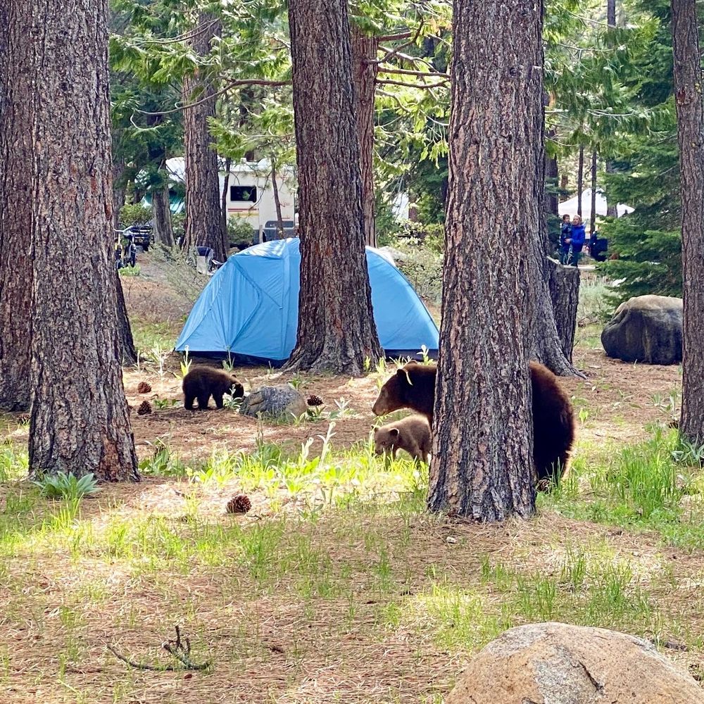 Fallen Leaf Campground - Mama bear and Cubs!! - Campgrounds Near Me - South Lake Tahoe, California Fallen Leaf Campground - Mama bear and Cubs!! - Campgrounds Near Me - South Lake Tahoe, California