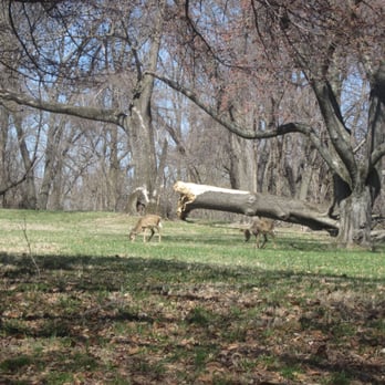 Fort Washington Park - Deer - Parks Near Me - Fort Washington, Maryland Fort Washington Park - Deer - Parks Near Me - Fort Washington, Maryland