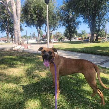Sky's the Limit Pet Service - Dog Walkers Near Me Sky's the Limit Pet Service - Dog Walkers Near Me