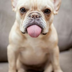 Precious Moments Pet Care Services