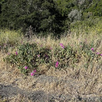 Wildcat Canyon Regional Park - Sweetpea - Parks Near Me - Richmond, California Wildcat Canyon Regional Park - Sweetpea - Parks Near Me - Richmond, California