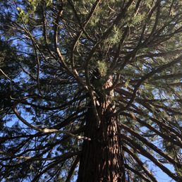 Old growth Cedar