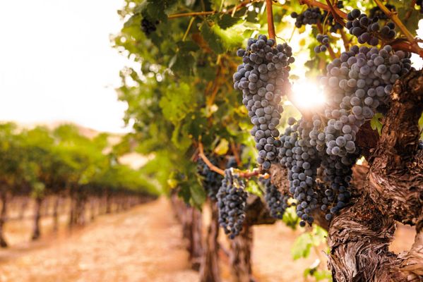 Lewis Cellars by null