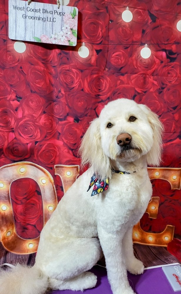 WEST COAST DIVA PUPZ GROOMING 15 Photos 1068 N Hartsdale St, North