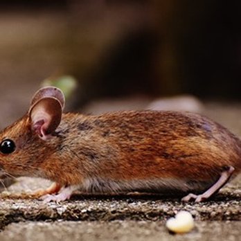 Viking Pest Control - Pest Control Near Me - Bridgewater, New Jersey Viking Pest Control - Pest Control Near Me - Bridgewater, New Jersey