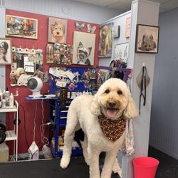 Doggy Gone Beautiful
