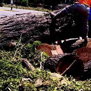 GP Tree Service and Landscape Maintenance - We will get you Tree removal permit - Tree Services Near Me GP Tree Service and Landscape Maintenance - We will get you Tree removal permit - Tree Services Near Me