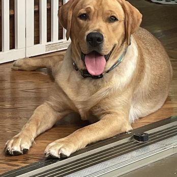 Michael Hill Dog Training - Pet Training Near Me