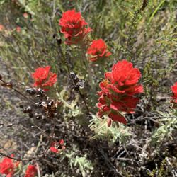 Blithedale Summit Open Space Preserve - Woolly Indian paintbrush