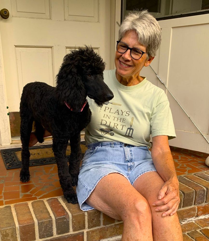 Family Affair Standard Poodles Image
