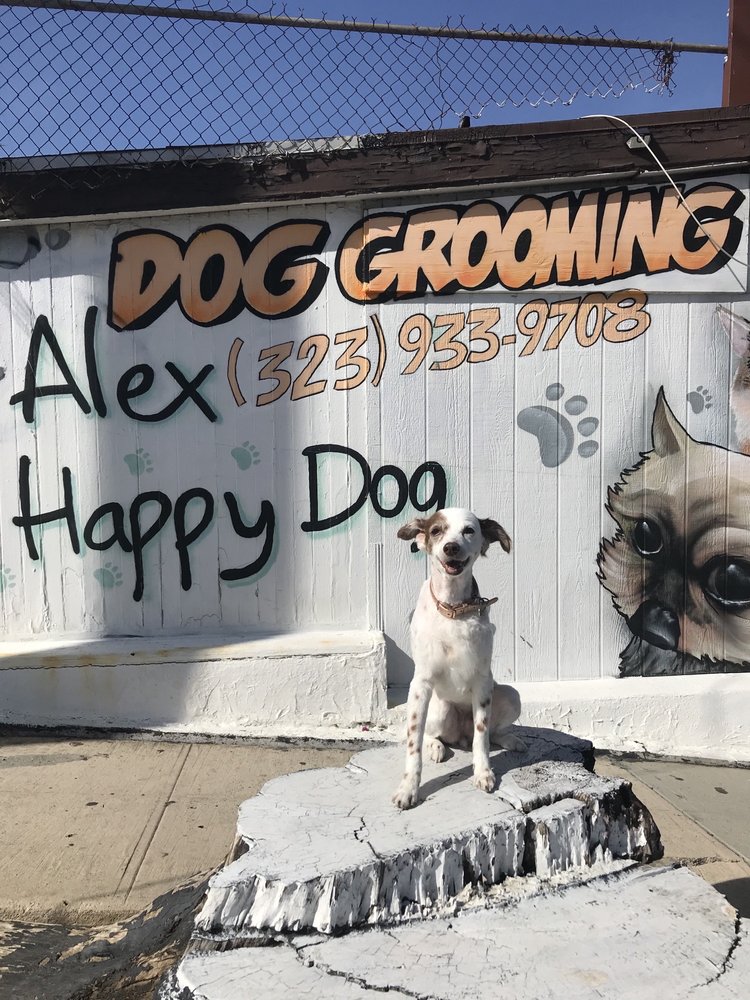 alex the happy dog grooming