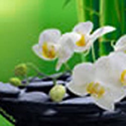 Pamela Tinkham LLC