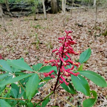 Clinton Community Nature Center - Parks Near Me - Clinton, Mississippi