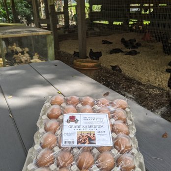 Lake Meadow Naturals - Fresh Eggs - Farmers Market Near Me - Ocoee, Florida Lake Meadow Naturals - Fresh Eggs - Farmers Market Near Me - Ocoee, Florida