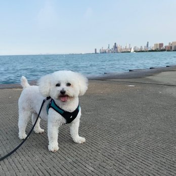 GoodVets Uptown - Chicago - Tucker - Veterinarians Near Me - Chicago, Illinois GoodVets Uptown - Chicago - Tucker - Veterinarians Near Me - Chicago, Illinois