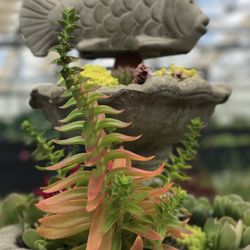 user provided Arnolds Greenhouse photo