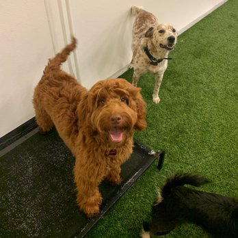 Dog Den - Rylie and Seji - Pet Groomers Near Me - Anaheim, California Dog Den - Rylie and Seji - Pet Groomers Near Me - Anaheim, California
