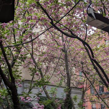 Ladurée - Cherry blossoms in the outdoor garden - Tea Rooms Near Me - New York, New York