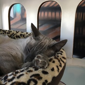 Cat Town - Animal Shelters Near Me - Oakland, California