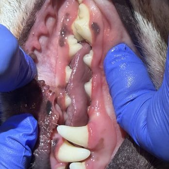 Pawsitivly Clean Pet Dental - After - Veterinarians Near Me Pawsitivly Clean Pet Dental - After - Veterinarians Near Me