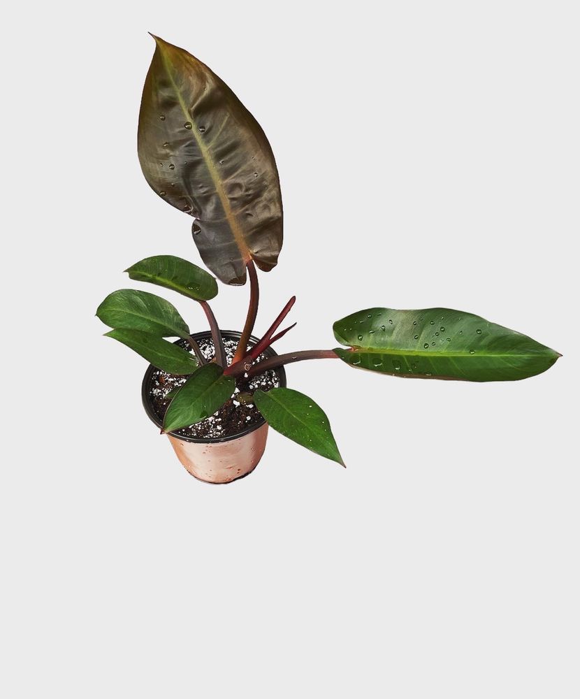 BIG LEAF PLANTS Updated May 2024 12 Photos Yakima, Washington