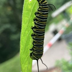 Pittsburgh Botanic Garden