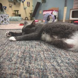The Cozy Catfe