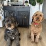 Photo of Dusty Dog Grooming Salon