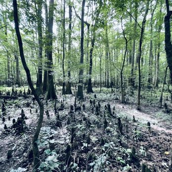 Congaree National Park - Parks Near Me - Hopkins, South Carolina