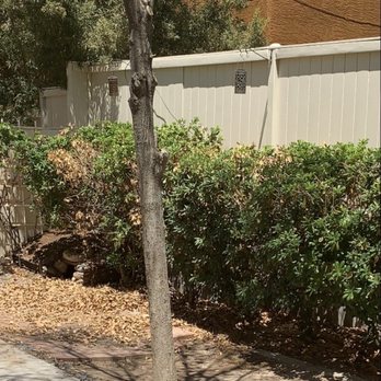 Nevada Tree Service - This tree simply died and the bushes burned do to a reflection off my windows. - Tree Services Near Me - Las Vegas, Nevada Nevada Tree Service - This tree simply died and the bushes burned do to a reflection off my windows. - Tree Services Near Me - Las Vegas, Nevada