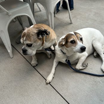 Archer Veterinary Clinic - Eggs the bulldog & Bacon the beagle. they love their new vet clinic! - Veterinarians Near Me - Lemont, Illinois Archer Veterinary Clinic - Eggs the bulldog & Bacon the beagle. they love their new vet clinic! - Veterinarians Near Me - Lemont, Illinois