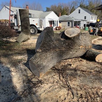 Alfaro's Tree Expert - Tree Services Near Me - North Potomac, Maryland