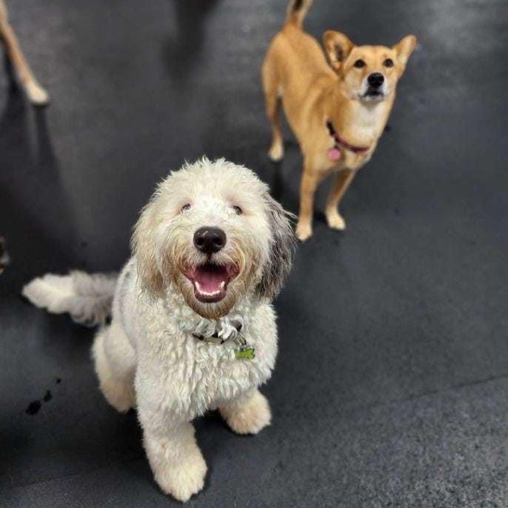 Pals for Pups - Puppies - Pet Sitting Near Me - Roselle, Illinois Pals for Pups - Puppies - Pet Sitting Near Me - Roselle, Illinois