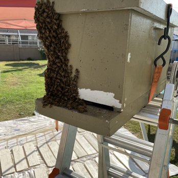 So Cal Bees - The relocation on queen and most of colony. - Pest Control Near Me So Cal Bees - The relocation on queen and most of colony. - Pest Control Near Me