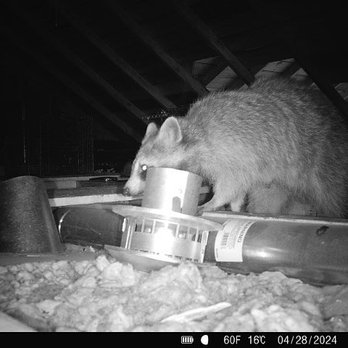St. Clair County Critter Removal - The culprit in the attic! - Wildlife Control Near Me St. Clair County Critter Removal - The culprit in the attic! - Wildlife Control Near Me