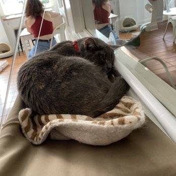 Pounce Cat Cafe - Themed Cafes Near Me - Savannah, Georgia