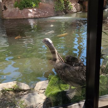 Flamingo Las Vegas - Stork and wildlife - Hotels Near Me - Las Vegas, Nevada