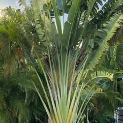Bluewater Key - Banana tree at our site