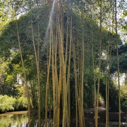 Taitua Arboretum - Bamboo
