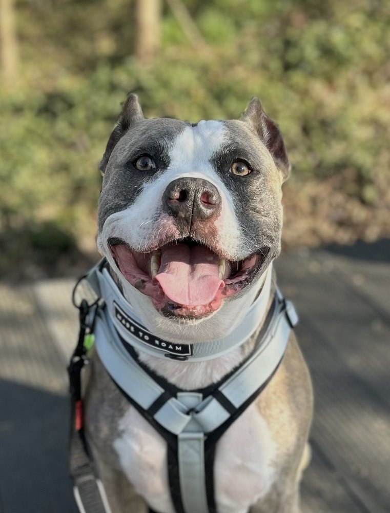 Happy T’s Tailwag Co - pet boarding facility in Springfield, MO